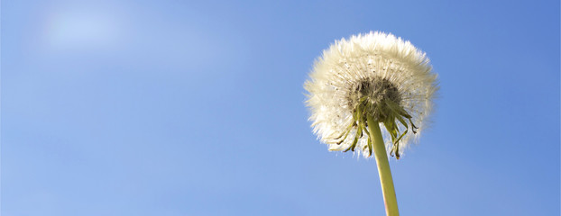Dandelion flower on blue sky. Natural life concept image.