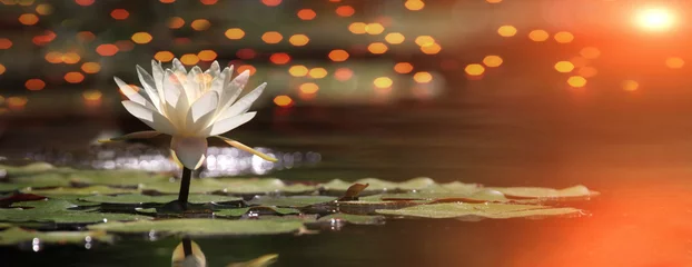 Foto op Plexiglas Lotusbloem op een meer met zonsopgang en reflecties © Hayati Kayhan