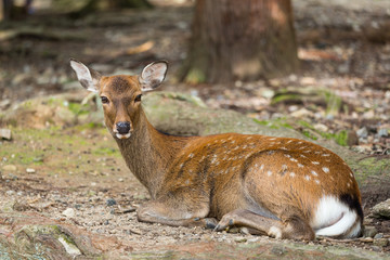 Deer lying on ground