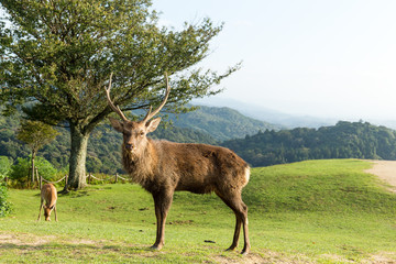 Male deer stag in a mountain