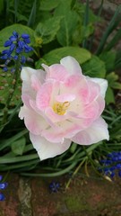 Isolated Saturated Flower