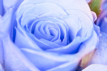 close up the sweet  light blue rose flower , cool and romance color tone