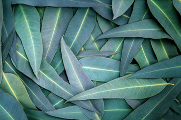 the Nature Eucalyptus leaves  background