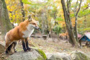 Fox