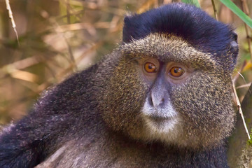 Golden Monkey, Volcanoes National Park, Rwanda