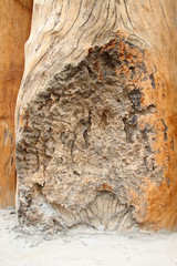 gnarled teak wood timber