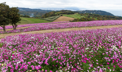Cosmos flower in autumn season
