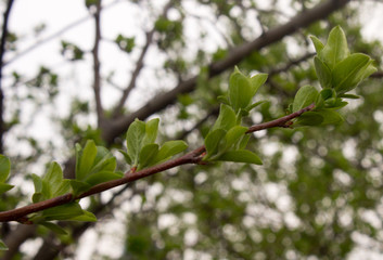 Spring Leaves