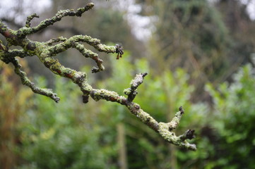 Isolated Apple Tree Branch