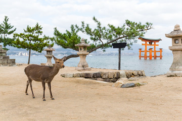 Torii of miyajima and deer