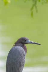 Little Blue Heron Looking Right