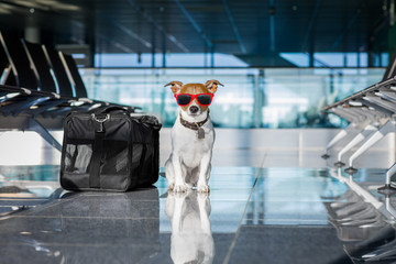Hund im Flughafenterminal im Urlaub