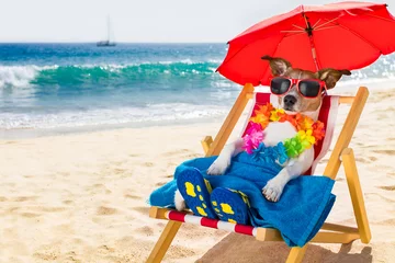 Fotobehang Grappige hond hondensiësta op strandstoel
