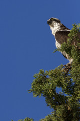 Osprey in tree top