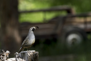 California Quail with old vehicle in background