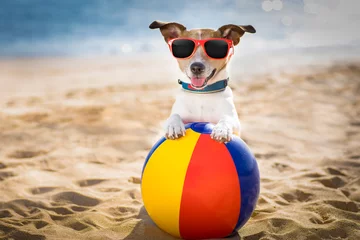 Deurstickers Grappige hond hond op het strand en de oceaan met plastic bal