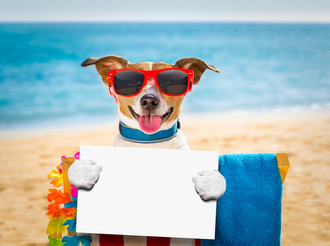 Dog Siesta On Beach Chair