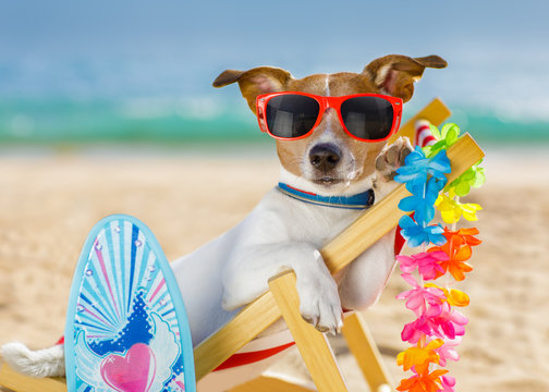 Dog Siesta On Beach Chair