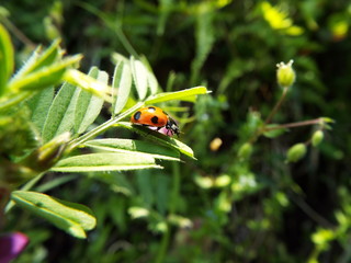 ナナホシテントウ ladybug