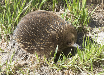 Tasmania, Echidna or spiny anteater.