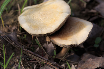 A mushroom in the grass