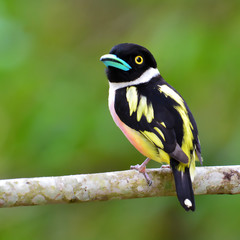 Black-and-Yellow Broadbill Bird