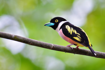 Black-and-Yellow Broadbill Bird