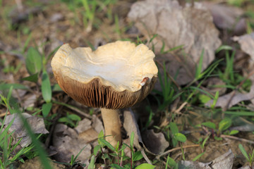 A mushroom in the grass