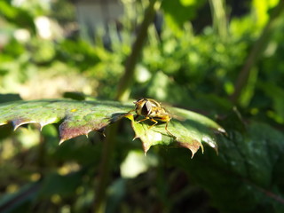 ヒラタアブ horsefly