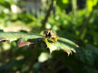 ヒラタアブ horsefly