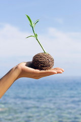 young sprout in hand at blue sky background