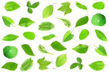 tree leaves texture background