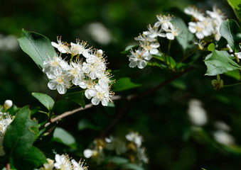 White flower of Pourthiaea villosa (Kamatsuka in japanese) 