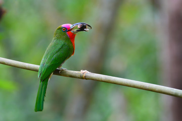 Red-bearded Bee-eater Bird