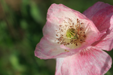 Beautiful pink poppy flowers blooming in the wild,