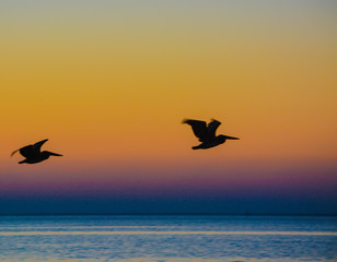 Fototapeta na wymiar Brown Pelicans (pelecanus occidentalis) flying at sunrise over Tampa bay, Florida.