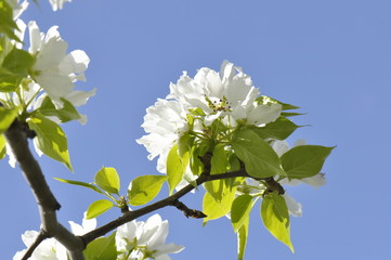 Apple blossoms