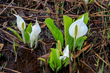 水芭蕉の咲くイモリ池