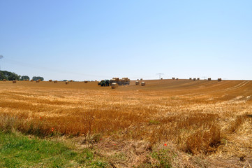 Fototapeta premium Landwirte bei der Ernte von Strohballen mit Traktor, Erntezeit auf Rügen