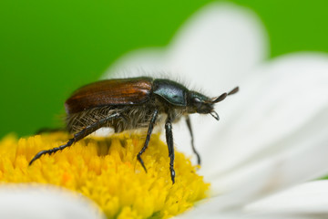 Macro photo of a garden chafer, Phyllopertha horticola on oxeye daisy, copyspace in the photo