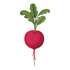 white background of beet with stem and leaves vector illustration