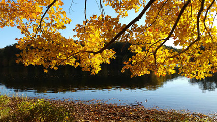 Yellow Fall Leaves Over Lake