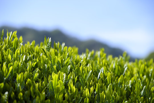 日本茶の新芽
