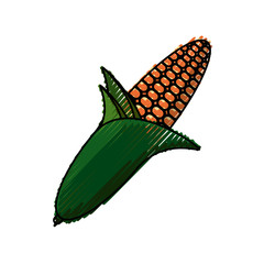 Fresh corn vegetable icon vector illustration graphic design