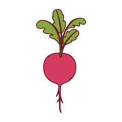 white background of beet with stem and leaves and thick contour vector illustration