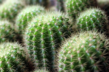 A close up cactus plan