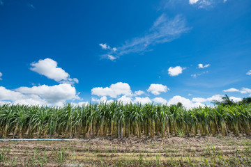 Obraz premium Sugarcane field in blue sky and white cloud