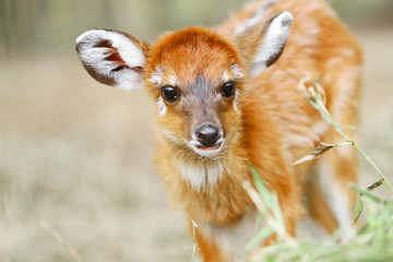 little sitatunga