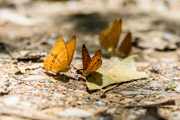 many pieridae butterflies gathering water on floor