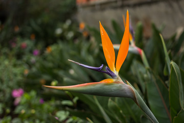 Flower bird of paradise